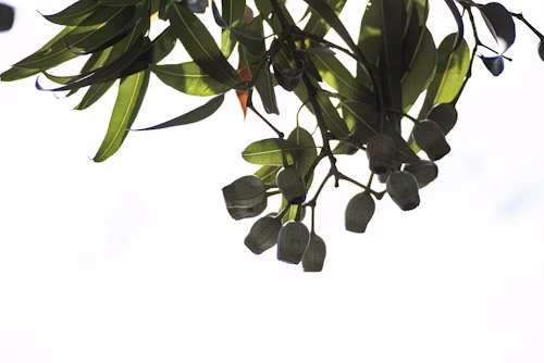 Nano Melaleuca