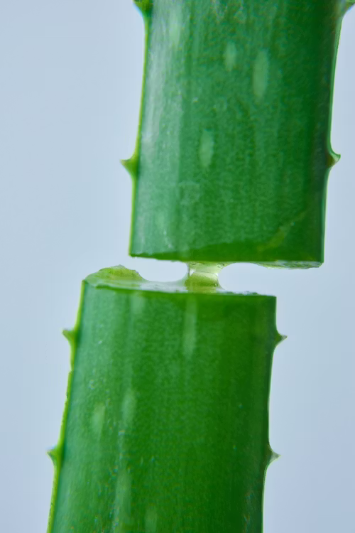 Extrato Glicólico de Aloe Vera